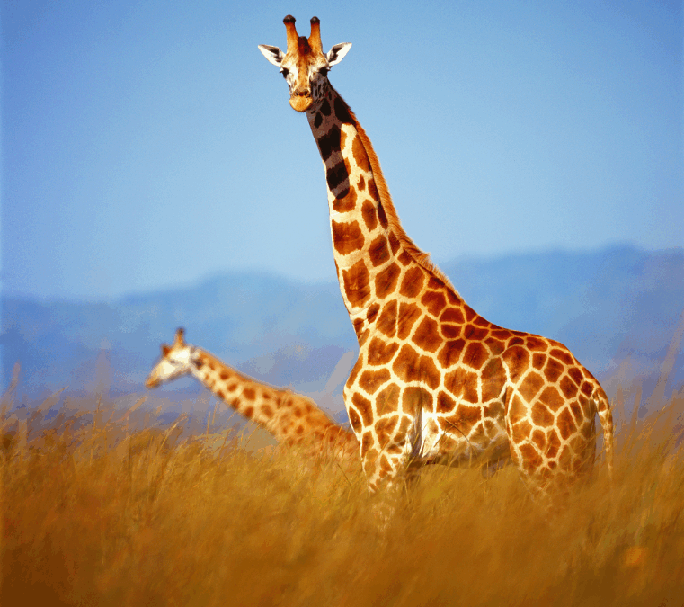 GIRAFFE Leadership: Standing Tall in a World of Change
